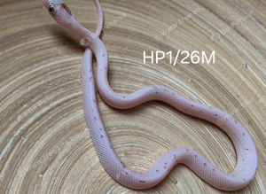 Palmetto het hypo corn snake