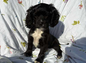 Cocker spaniel