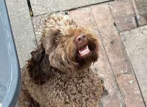 F1 CHOCOLATE COCKAPOO FOR STUD