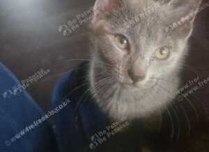 Sphynx cross