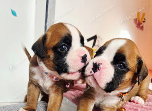 Gorgeous KC Reg Boxer Puppies