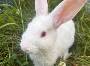 New Zealand Bunnies