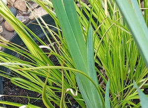 pond plants by post