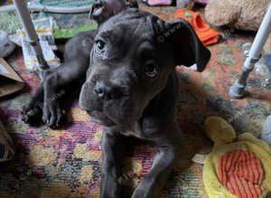 Cane corso female puppy