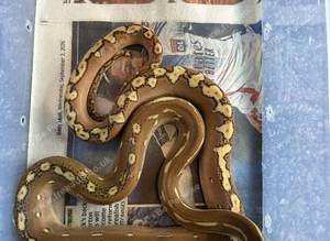 Phantom reticulated python female