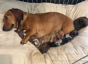 Miniature dachshund puppies