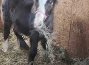 Need a stable to rent
