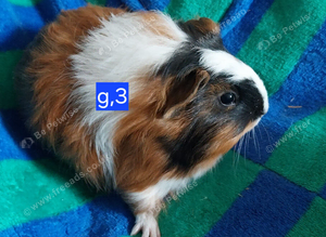 Guinea pigs for sale