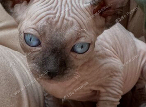 2, 7 week old Sphynx kittens for sale