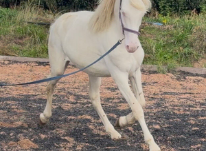 Cremello filly to make 15.2