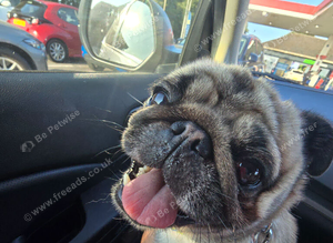 Pug for stud