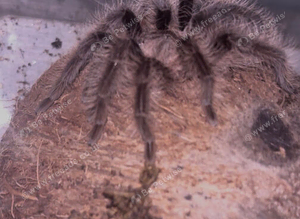 Curly haired tarantula