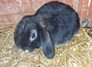 Mini Lop Females