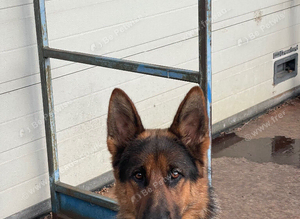 German Shepherd