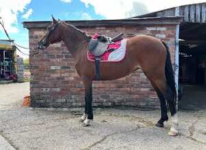 Future show pony