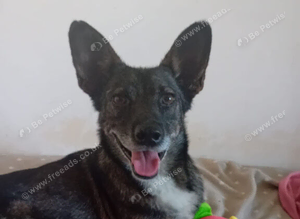 SCOUT - The Dog Who Refused to Give Up ️