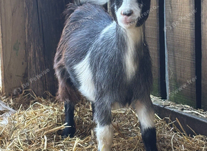 Pair of Pygmy Nannie&rsquo;s
