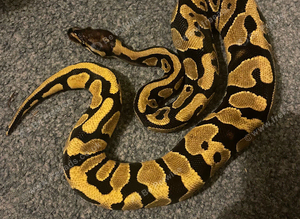 Yellowbelly (M) ball python and full set up