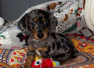 Miniature Dachshund Puppies &ndash; Ready For Their Forever Homes!