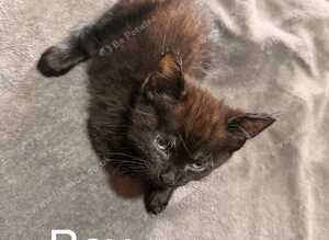 Adorable litter 5 boy kittens