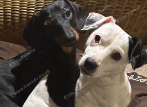 18 month old Miniature Dachshund