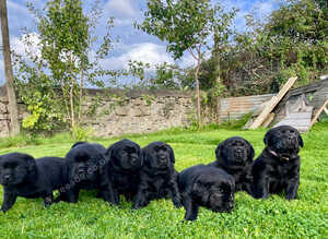 Beautiful Black Labrador Puppies