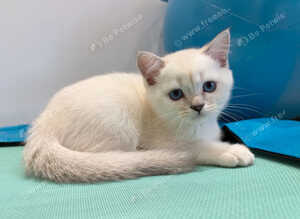 Stunning Scottish Fold & Scottish Straight Chinchilla Kittens