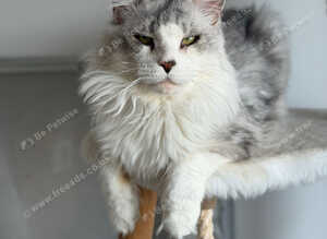 Stunning Maine coon available