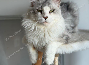 Stunning Maine coon available