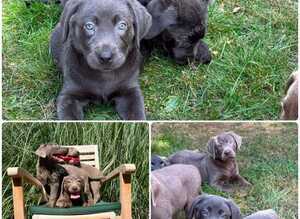 Chunky Silver & Charcoal Labrador Retriever Puppies