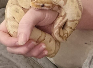 Coral Glow female (5yrs)