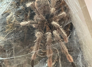 Trinidad olive tarantula