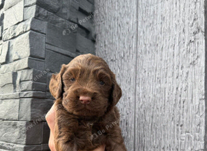 Working cocker spaniel puppy's
