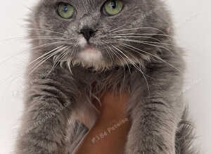 persian