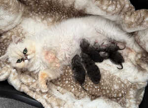 Persian chinchilla. Ready now
