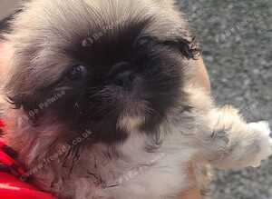 3 Pekingeses Puppies