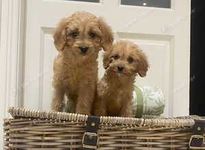 Cavapoo