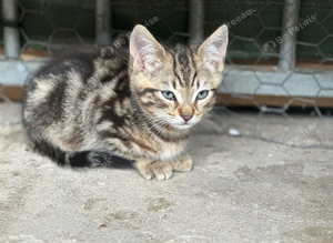 Mixed colours of beautiful cross breed kittens