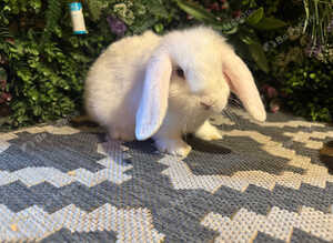 X2 blue eyed white mini lop boys
