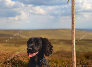 Trained cocker spaniel