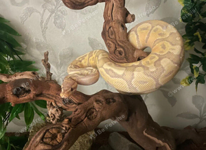 firebelly x banana albino royal python