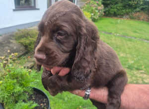 Pedigree KC registered chocolate cocker spaniel pup