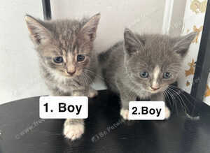 Cats for sale