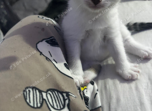 Selling kittens