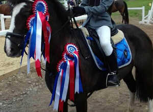 Black Welsh x 12hh ish Gelding