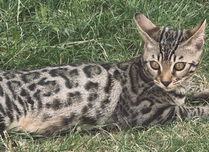 2 left!!!  5 BENGAL KITTENS