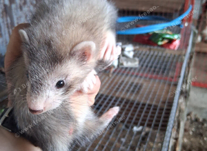 Ferrets for sale