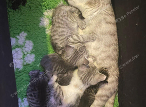 12 Persians for sale