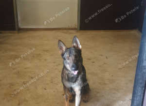 Professional dog training