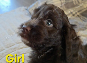 Cockapoo Puppies